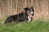 BORDER COLLIE 1455